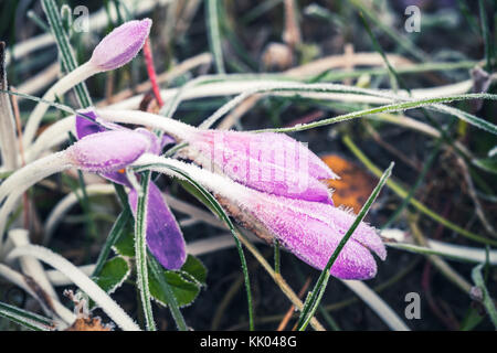 Crocus flowers covered with frost grow on autumn meadow. Macro photo with selective focus Stock Photo