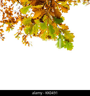 Yellow and green oak tree leaves isolated over white background, autumn season natural photo. Closeup square shot with selective focus