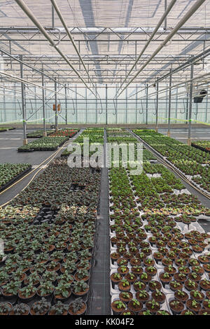 Different types of bedding plants grown in a greenhouse in the Netherlands Stock Photo