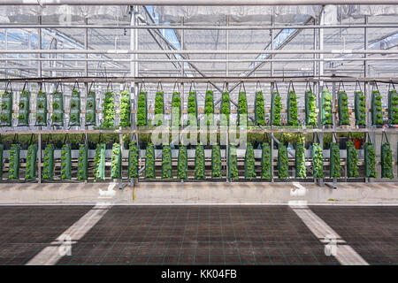 Rows with growing bags filled with different types of plants grown in a greenhouse in the Netherlands Stock Photo