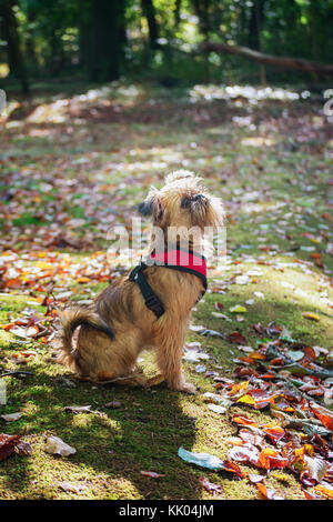 Dear puppy Brussels Griffon poses for the camera in the garden Stock Photo