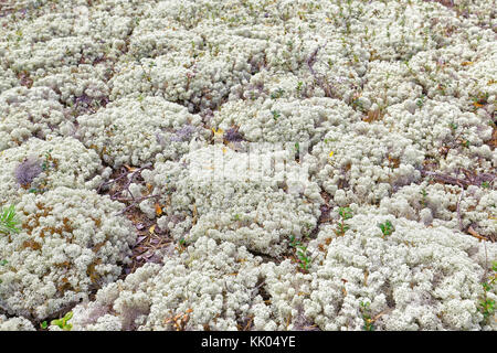 Reindeer moss glade in the Siberian taiga.Focus on the center of the frame Stock Photo