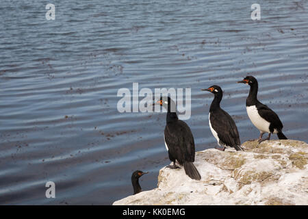 Rock cormorants on Saunders Stock Photo
