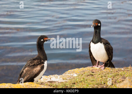 Rock cormorants on Saunders Stock Photo