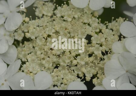 European Cranberry Bush - European Snowball tree - Guelder rose - Water Elder - Cramp Bark (Vibernum opulus - Viburnum opulus) flowering at spring Stock Photo