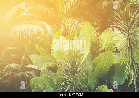 palm trees, jungle  , tropical plants background Stock Photo