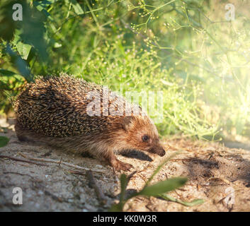 Hedgehog Stock Photo