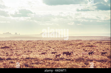 Wild mustangs in american prairie, Utah, USA Stock Photo