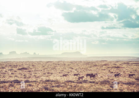 Wild mustangs in american prairie, Utah, USA Stock Photo