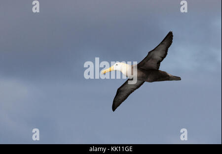 Galapagos Albatross ( Phoebastria irrorata ), or Waved Abatross flying, Galapagos islands, Galapagos Ecuador South America Stock Photo