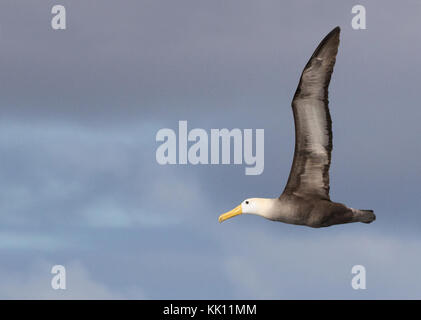 Galapagos Albatross flying, also known as Waved Albatross,  Phoebastria irrorata, Galapagos Islands, Ecuador, South America Stock Photo