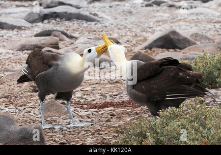 Galapagos Albatross, or Waved Albatross, ( Phoebastria irrorata ),pair courting; Espanola Island, Galapagos Islands Stock Photo