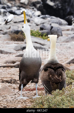 Courting pair of Galapagos Albatross ( Waved Albatross ), Phoebastria irrorata, Espanola Island, Galapagos Islands, Ecuador, South America Stock Photo