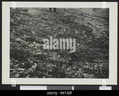 Permafrost og vegetasjon, Svalbard 1912   no nb digifoto 20150213 00230 bldsa GH02 172 Stock Photo