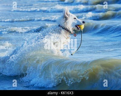 White Swiss Shepherd Runs Through Foaming Waves Stock Photo