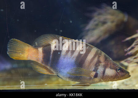 Painted comber (Serranus scriba). Tropical fish. Stock Photo