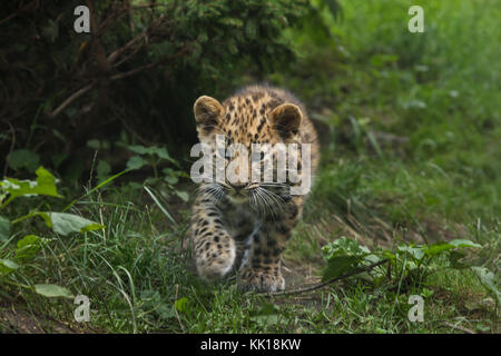 Three-month-old Amur leopard (Panthera pardus orientalis) at Leipzig Zoo in Leipzig, Saxony, Germany. Two Amur leopards called Akeno and Zivon were born on 22 April 2017. Stock Photo