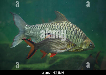 Tinfoil barb (Barbonymus schwanenfeldii) and the yellow eyed silver barb (Hypsibarbus pierrei). Stock Photo
