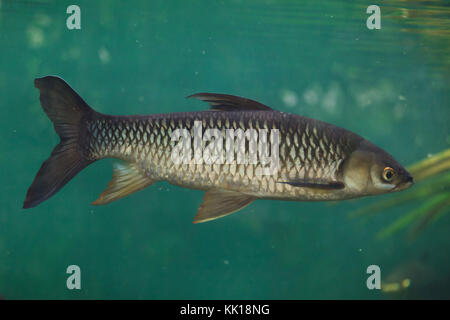 Hoven's carp (Leptobarbus hoevenii), also known as the mad barb or sultan fish. Stock Photo