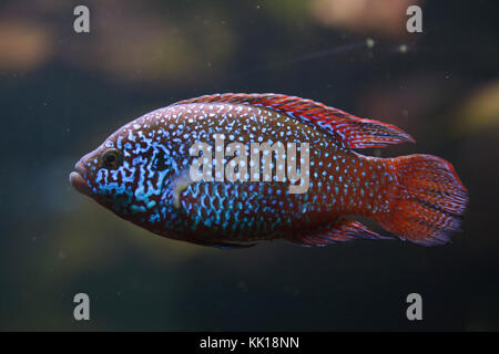 African jewelfish (Hemichromis letourneuxi). Tropical fish. Stock Photo