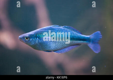 Lake Kutubu rainbowfish (Melanotaenia lacustris). Stock Photo