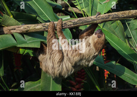 Linnaeus's two-toed sloth (Choloepus didactylus), also known as the southern two-toed sloth. Stock Photo