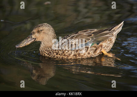 Northern shoveler (Anas clypeata), also known as the northern shoveller. Stock Photo