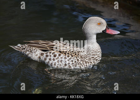 Cape teal (Anas capensis). Stock Photo