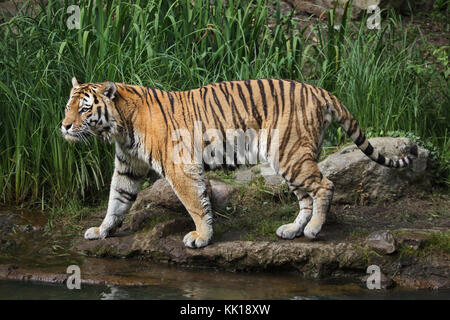 Siberian tiger (Panthera tigris altaica), also known as the Amur tiger. Stock Photo