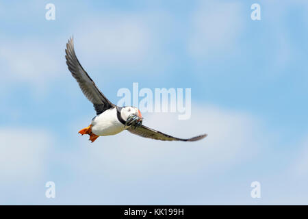 Atlantic puffin (Fratercula arctica) flying with caught fish, Farne Islands, Northumberland, England, UK. Stock Photo