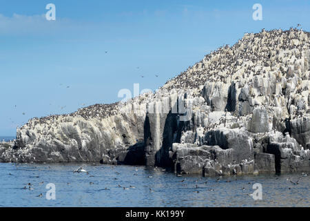 Common guillemot (Uria aalge), breeding colonie on a cliff, Farne Islands, Northumberland, England, UK. Stock Photo