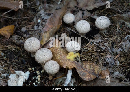 Colony of white mushrooms growing on forest floor Stock Photo