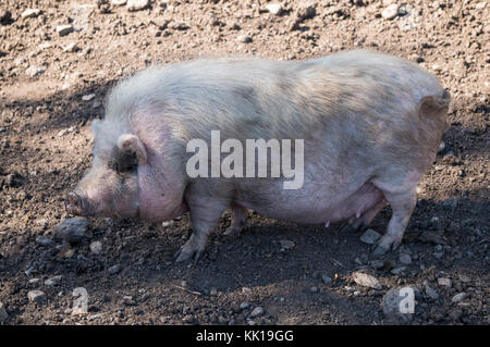 Fat, white piggy on a farm Stock Photo