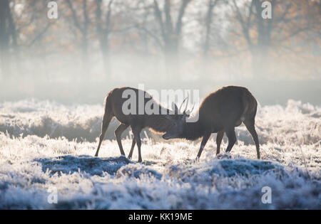On a cold frosty morning, two Red Deer stags are having a rut. Seen back lit by sun through a thin blanket of mist. Bushy Park, London, UK Stock Photo