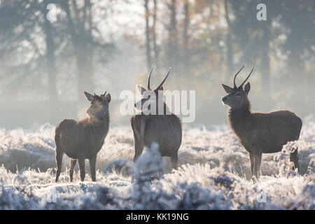 On a cold frosty morning, three Red Deer stags standing in bracken. Seen back lit by sun through a thin blanket of mist. Bushy Park, London, UK