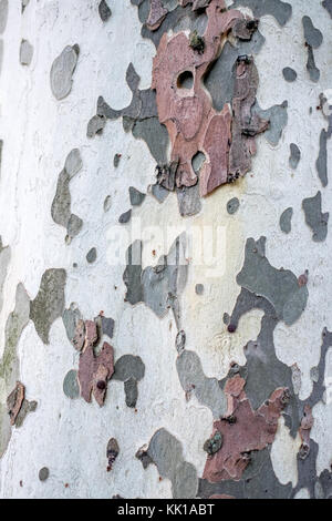 Close up of Beech Tree Bark Stock Photo