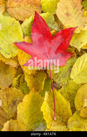 Leaf in autumn. Red liquidambar or sweet gum leaf on a bed of yellow fallen leaves, France Stock Photo