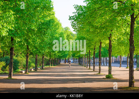 Berlin jogging, rear view of a man jogging through the Berlin Tiergarten on a late spring evening, Germany. Stock Photo