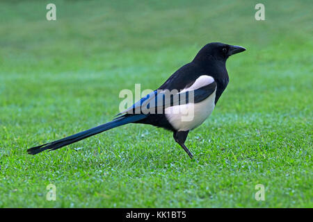 European magpie standing on ground Stock Photo