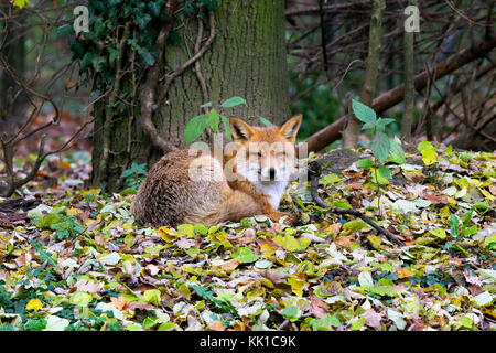 Red fox (Vulpes vulpes) resting in a forest. Solna, Sweden. Stock Photo