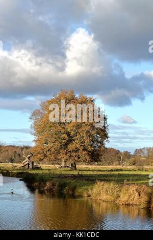 Single english oak tree by a riverside in autumn Surrey England UK Stock Photo