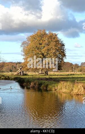 Single English oak tree by a riverside in autumn Surrey England UK Stock Photo