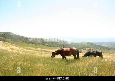 Two horses graze in Los Padres National Forest, near Santa Barbara, California. Stock Photo