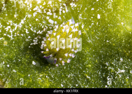 Leaf Sheep Nudibranch (Costasiella Kuroshimae) Adorable Sea Slug Eats So Much Algae Stock Photo