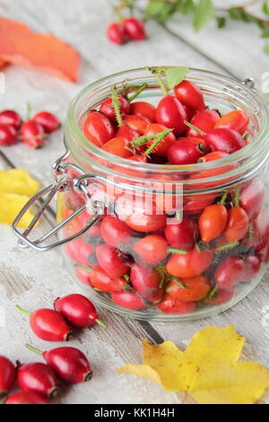 Freshly foraged hedgerow rose hips, the seed pod of the wild rose, used in teas, syrups and jellies, rich in vitamin C. England, UK Stock Photo