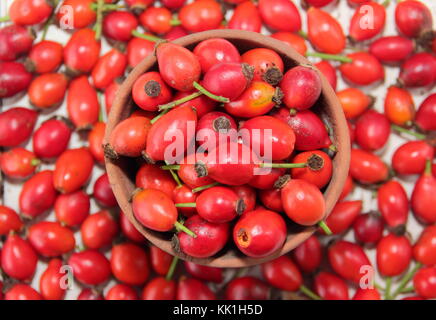 Freshly picked hedgerow rose hips in a bowl. UK Stock Photo