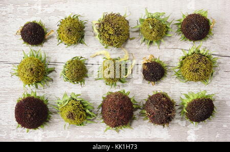 Sunflower heads (Helianthus annuus 'Valentine') drying to harvest seeds for use as bird food, England, UK Stock Photo