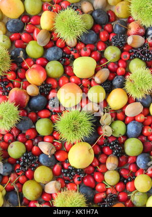 Freshly picked autumn fruits, nuts and berries including sweet chestnut  and hedgerow rosehips, elderberries, crab apples, cobnuts, plums and sloes UK Stock Photo