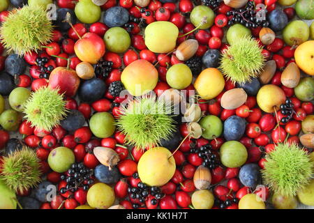 Freshly picked autumn fruits, nuts and berries including sweet chestnut and hedgerow rose hips, elderberries, crab apples, cobnuts, plums and sloes UK Stock Photo