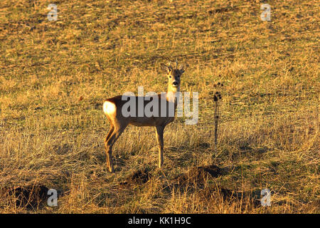 young curious roe deer buck ( Capreolus ) Stock Photo